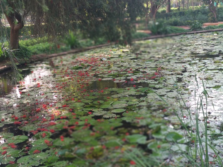nature
