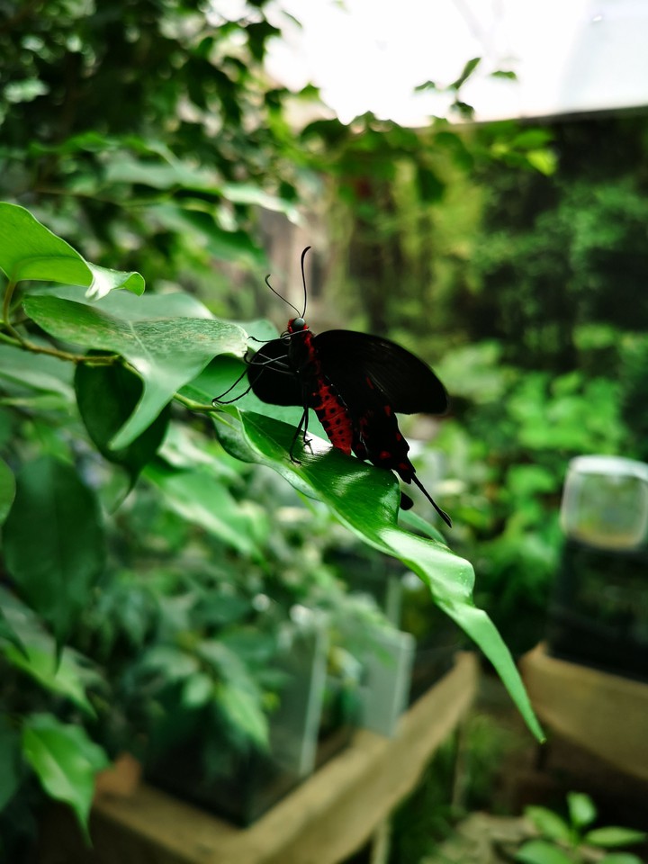 Butterfly