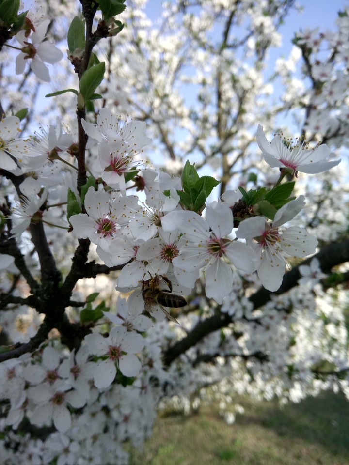 spring