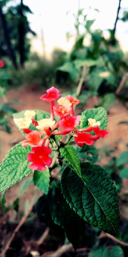 shillong