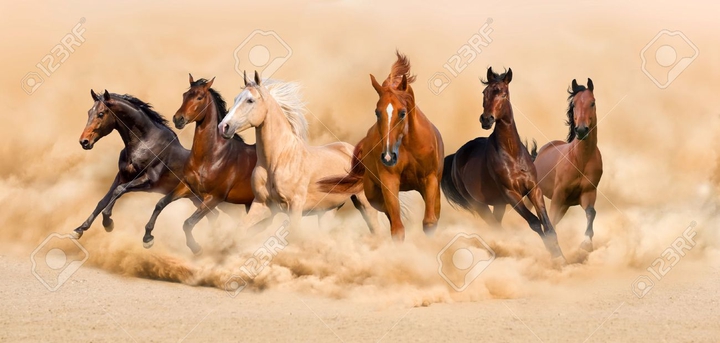 horse