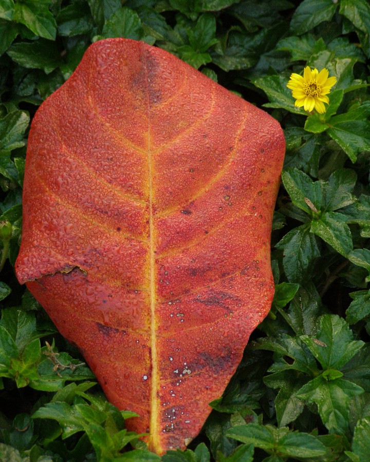 red and yellow