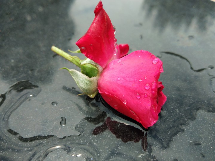best rose