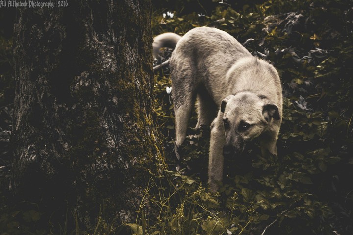 Wild Animale