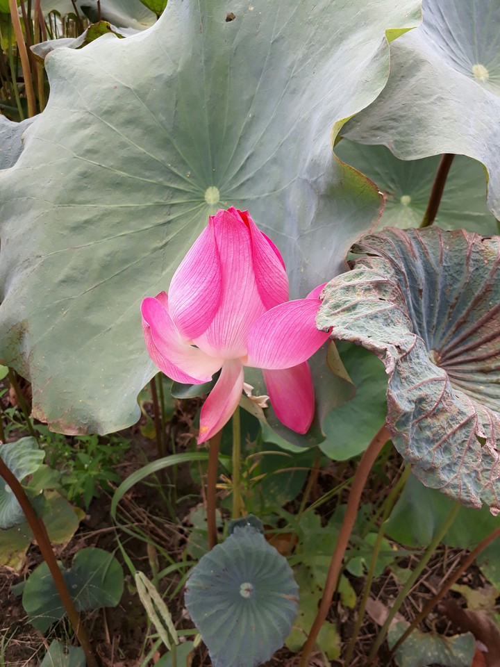 Lotus flower 荷花