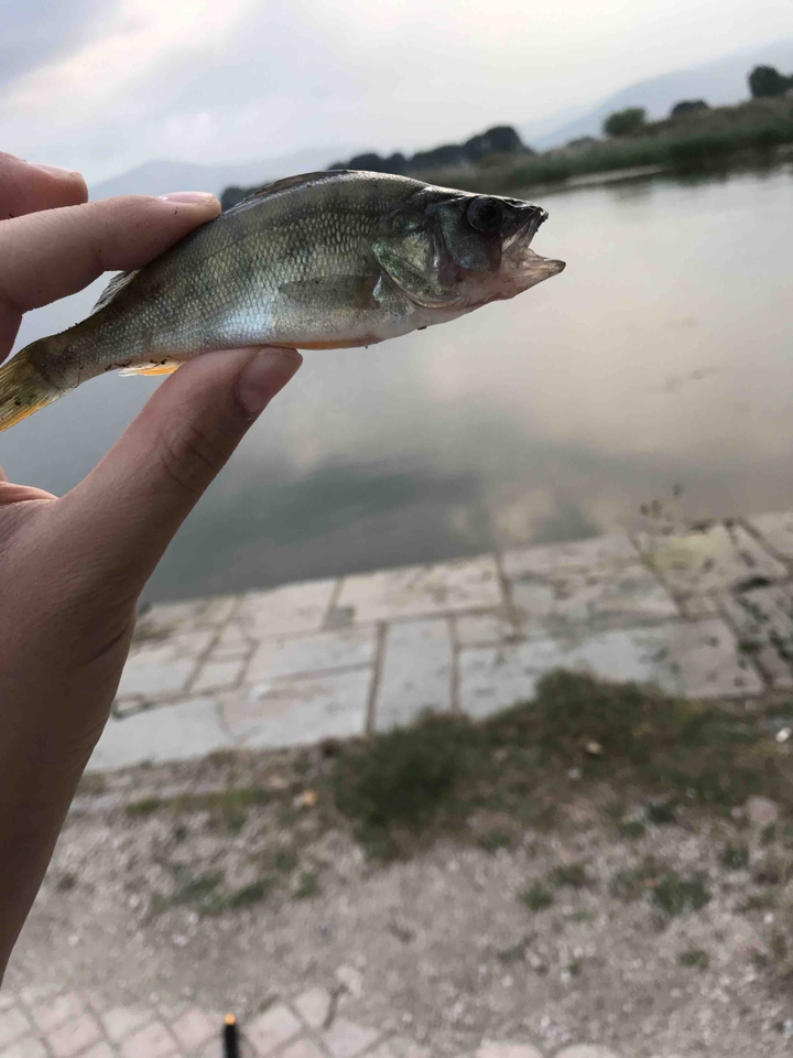 fish
