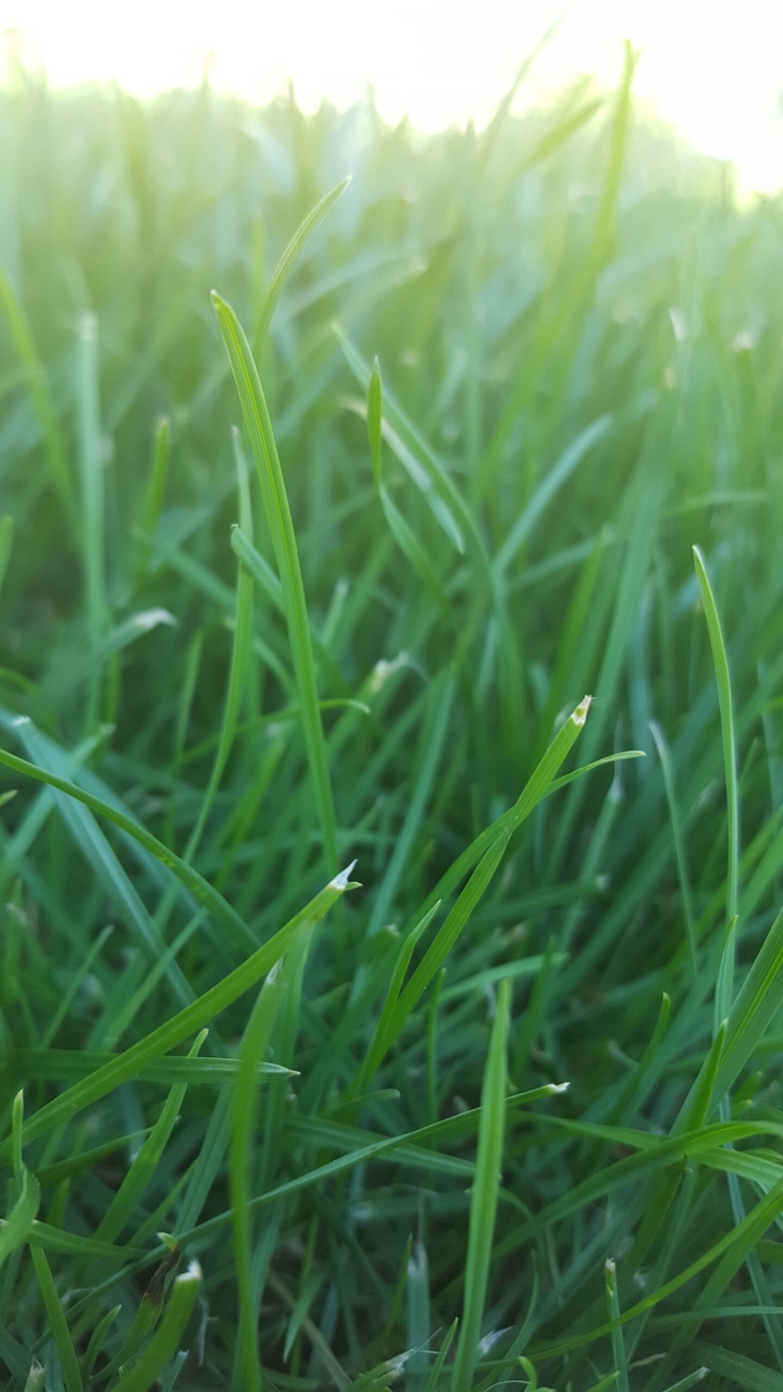 Green gross