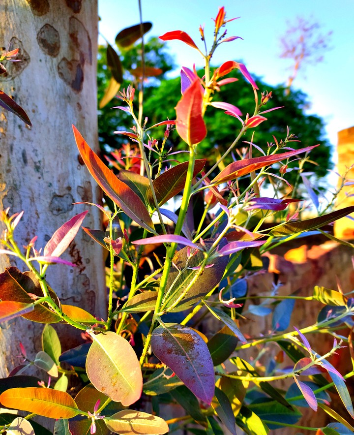 New Leaf
