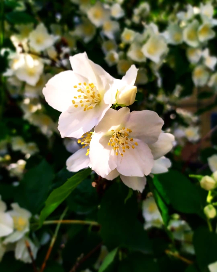 Jasmin