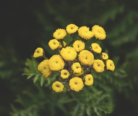 тапети plant, flower