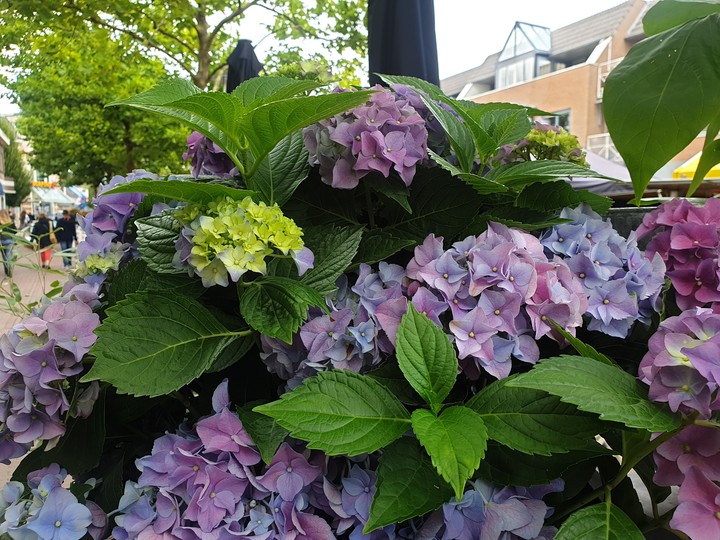 My favorite flower