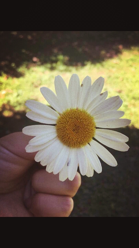 flor...
