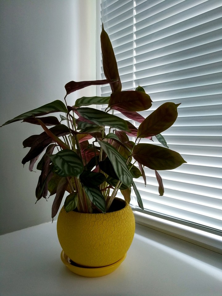 flower vase bowl flowerpot ficus plant herb nature natural