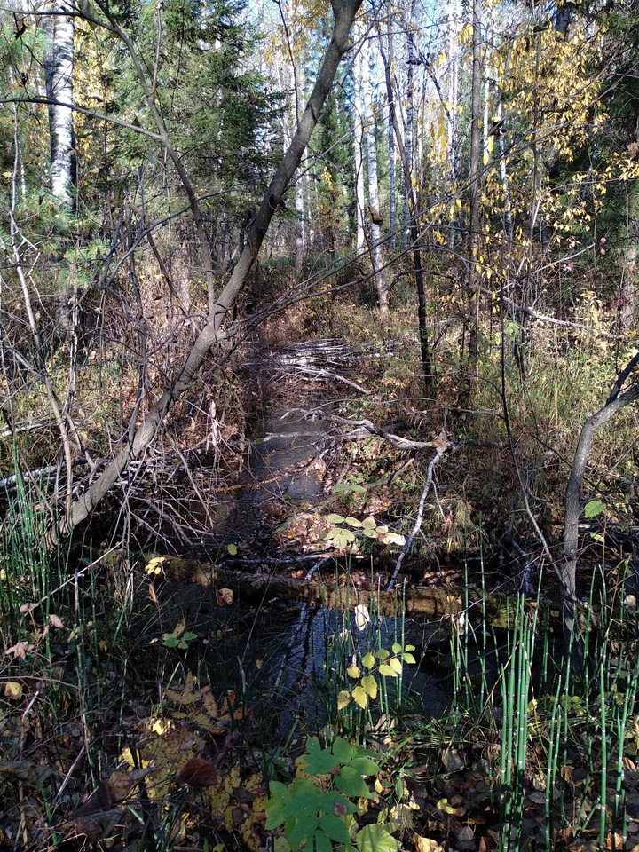 forest river