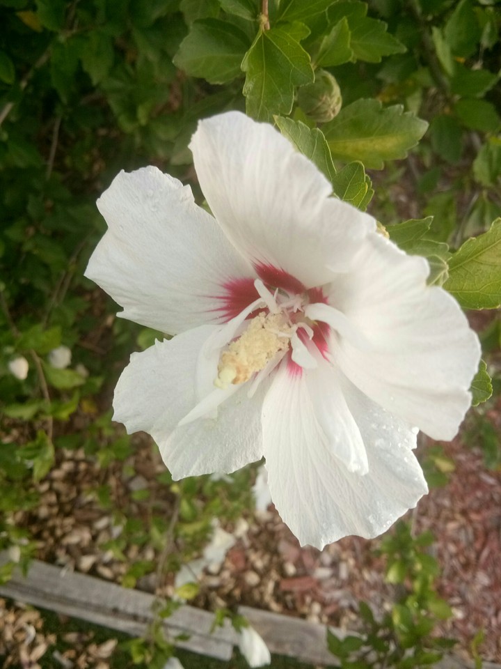 shy flower