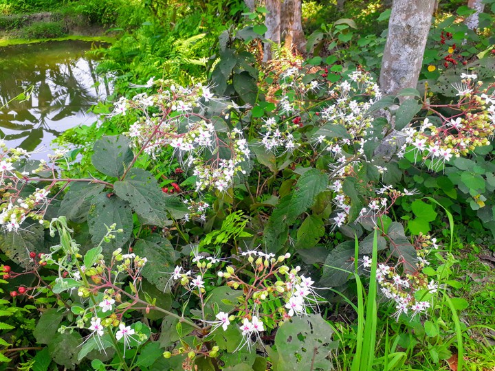 Village Flower