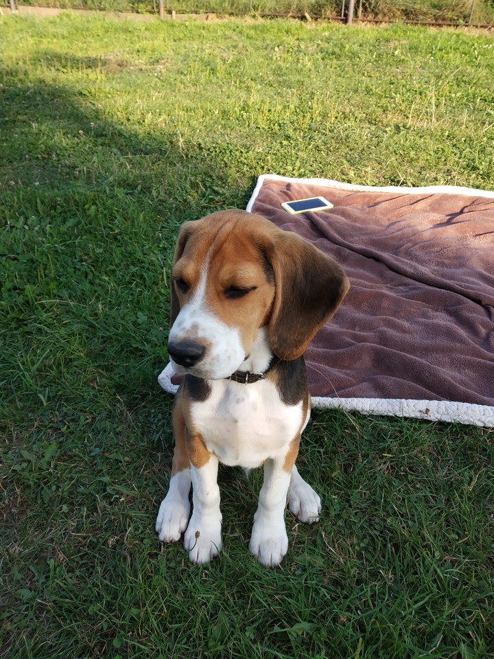 Dog
