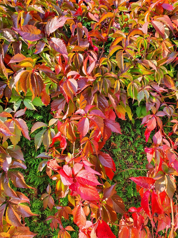 Herbst