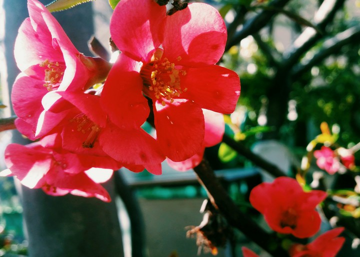 flowwwer