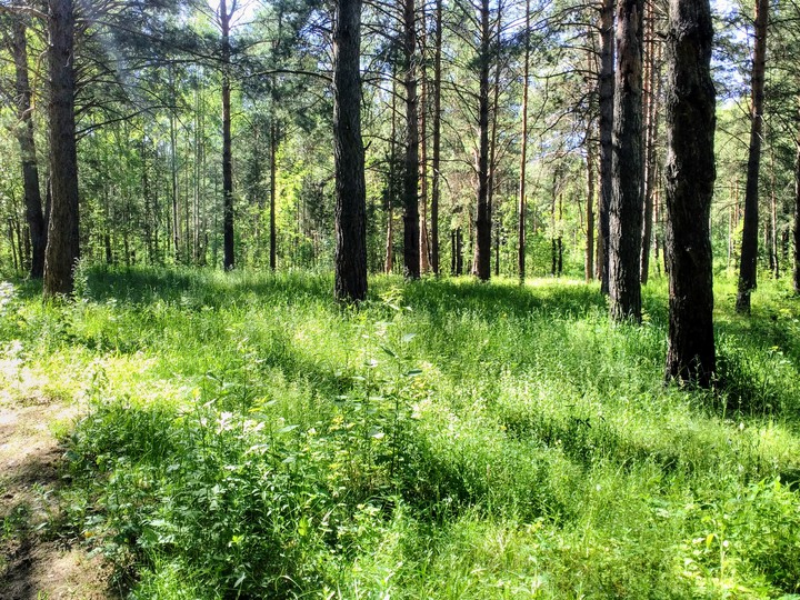 Лес
