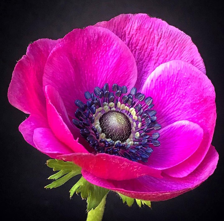 anemone sasanka