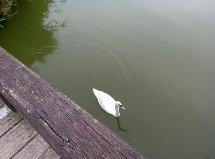 a beautiful swan