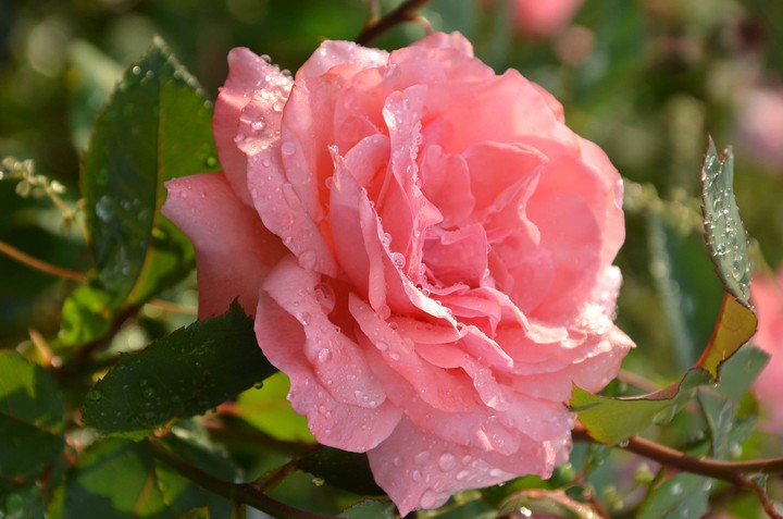 flower
