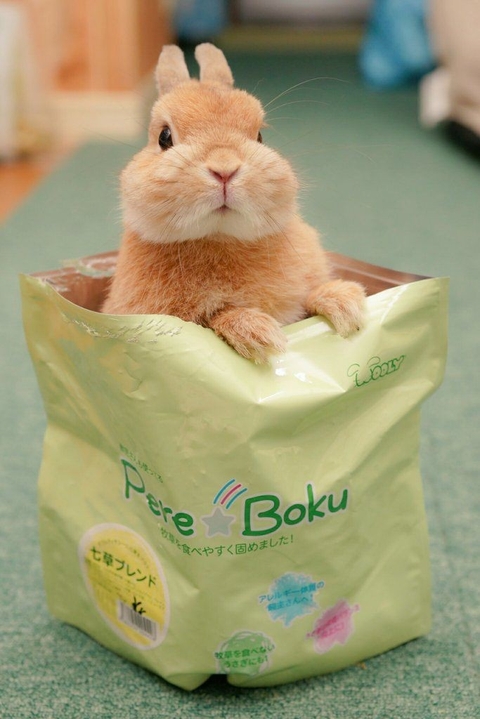 Rat, hamster duvar kağıtları