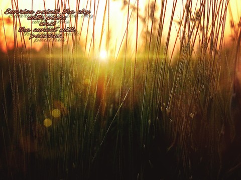 photo of sunset from the wheat crop