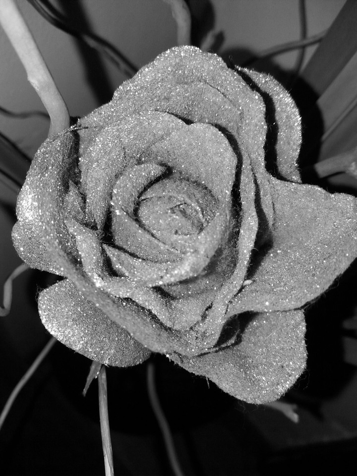 grey rose