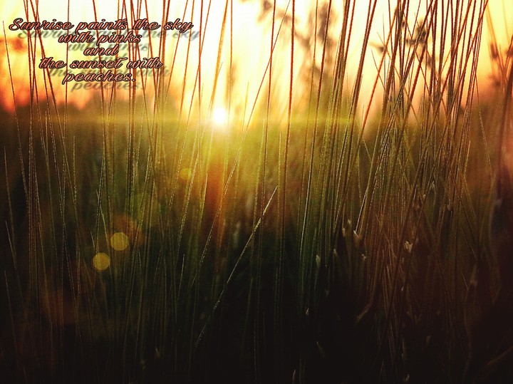 photo of sunset from the wheat crop