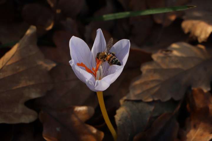 bee in a flower