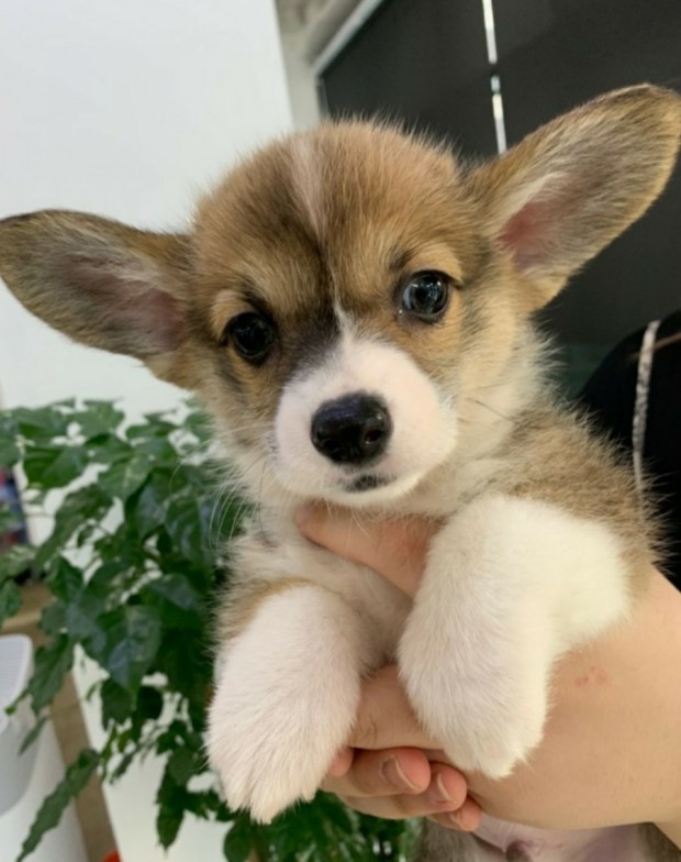 Welsh Corgi