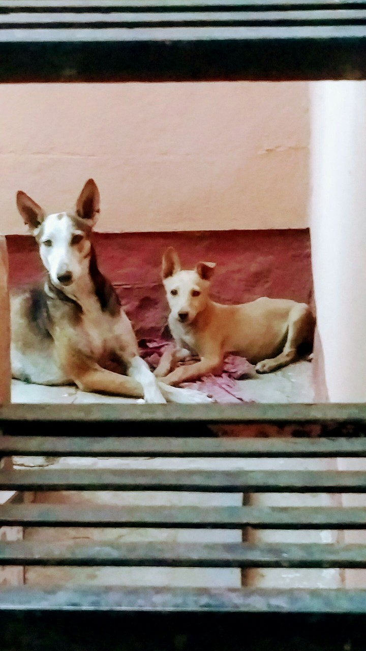 dog n puppy