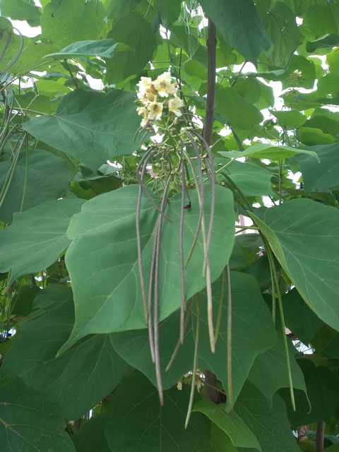 tree