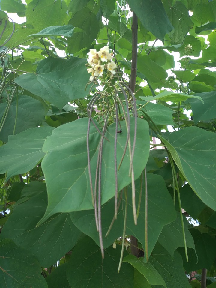 tree