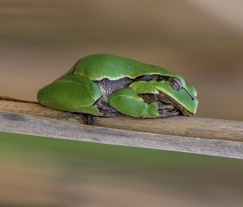 fonds d'écran Close-up, frog