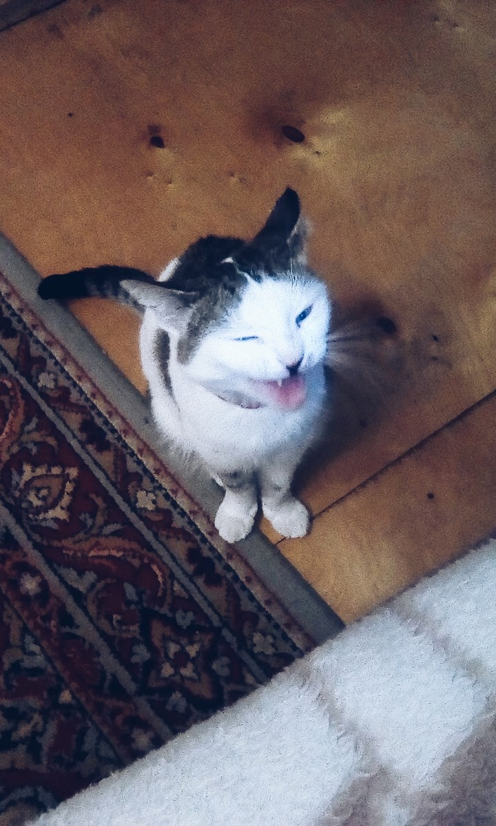 Это тоже мой кот