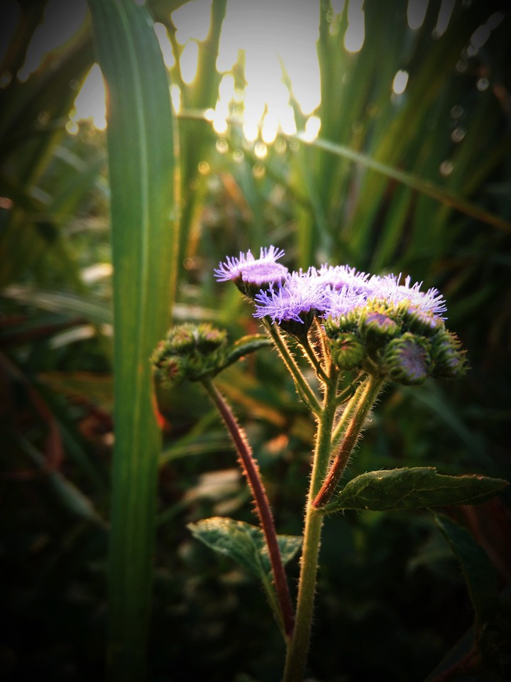 flower