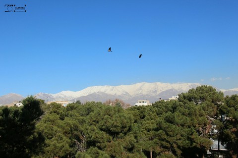winter , photo : Alireza Niketeghad