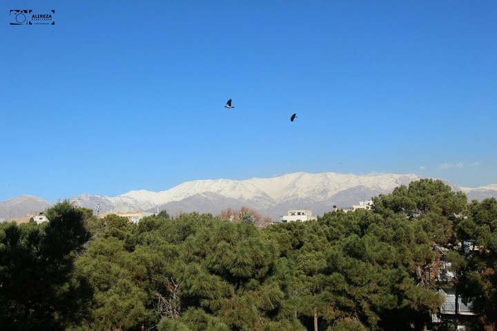 winter ,  photo : Alireza Niketeghad