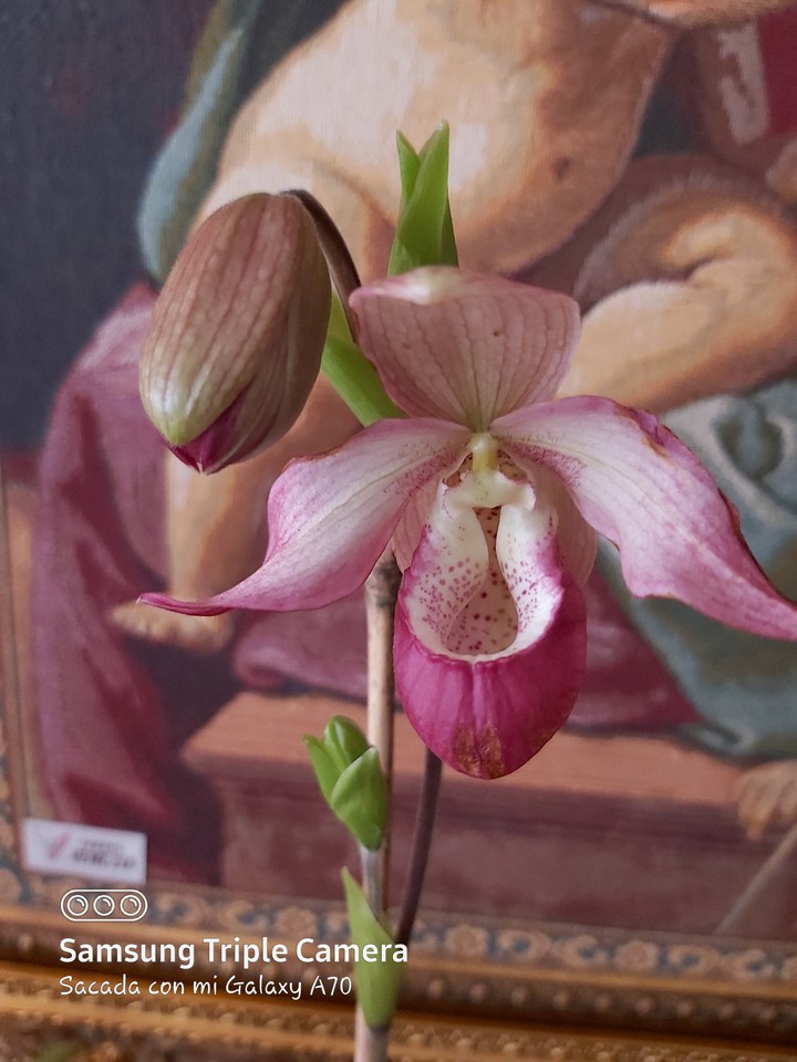 ORCHID