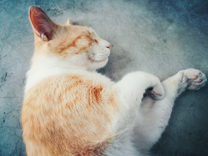 Dreaming