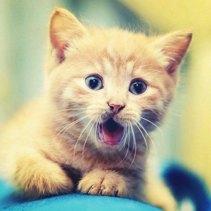 cute little cat