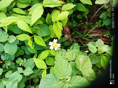 plant