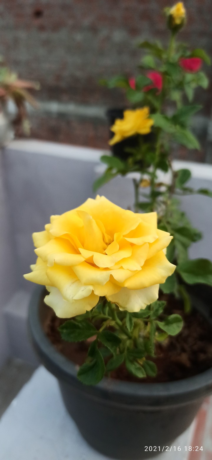 Yellow ?