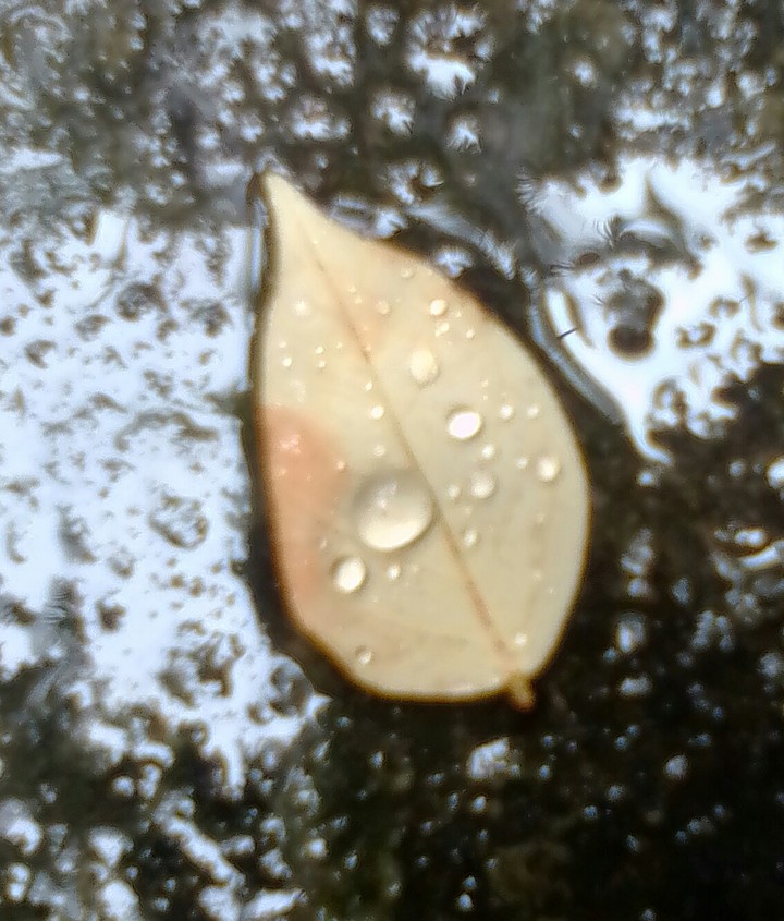 Rain