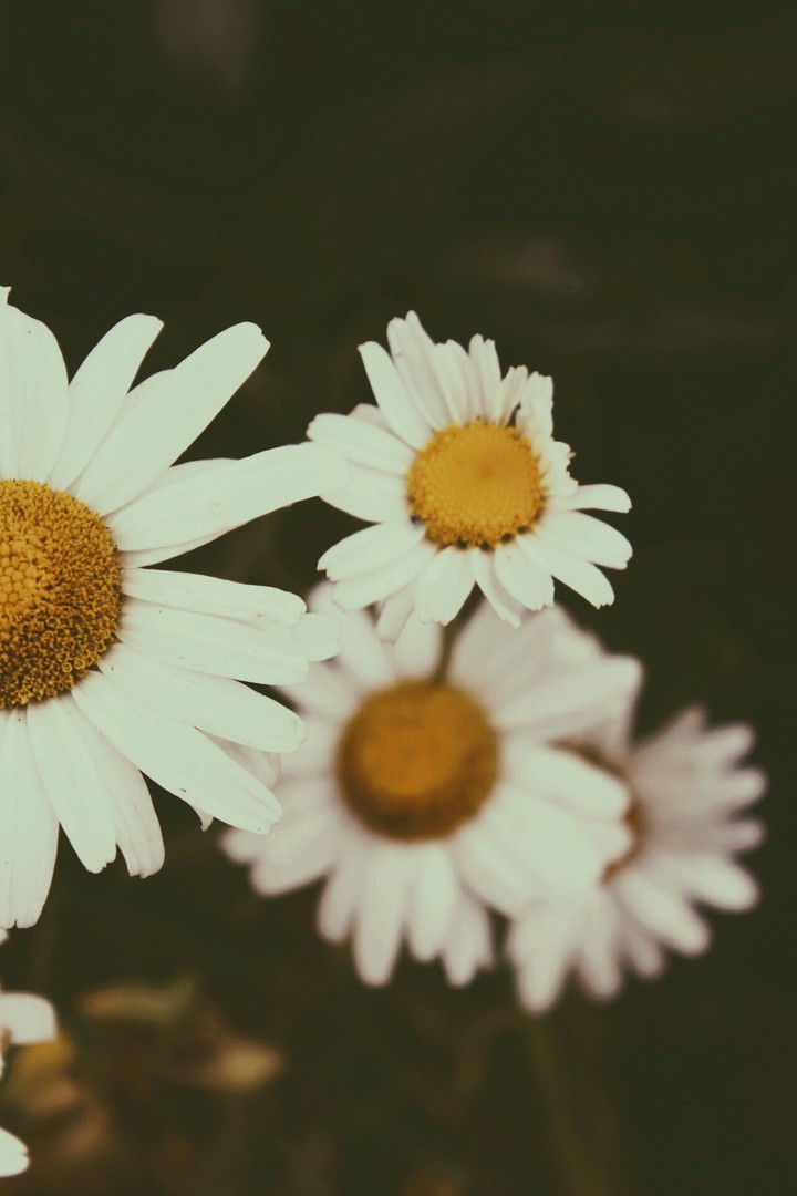Blumen versüßen einem den Tag