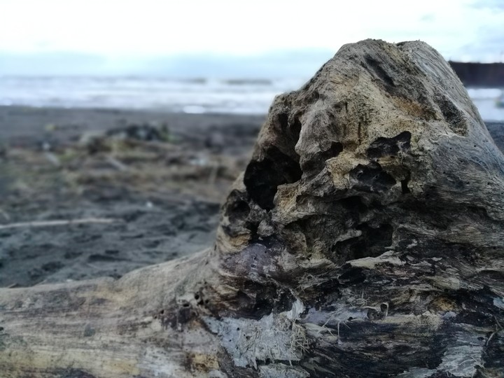 Wood by the Beach