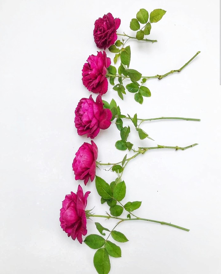 Roses